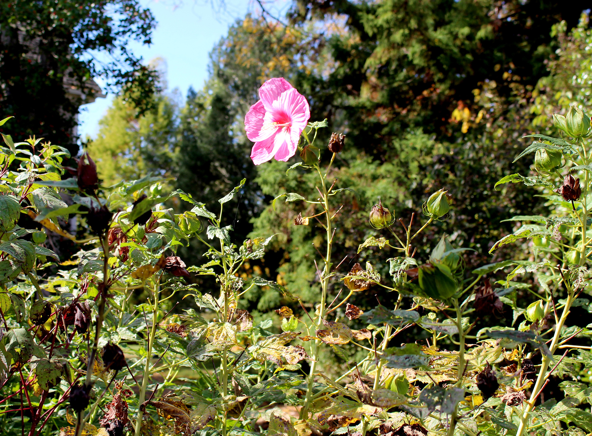 A bloom stands out in the Ambler Arboretum.