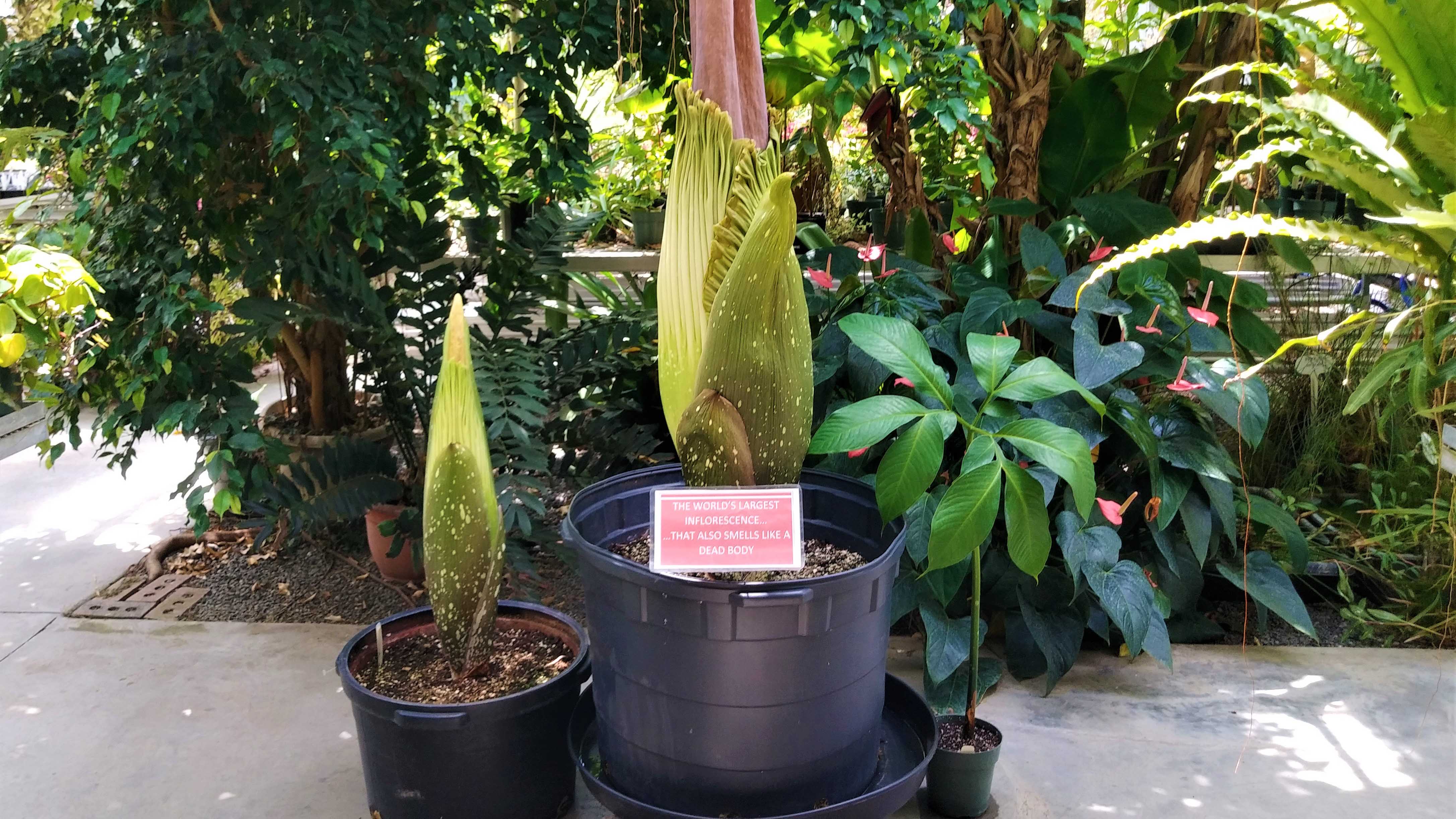 One large and one small corpse flower prepare to bloom.