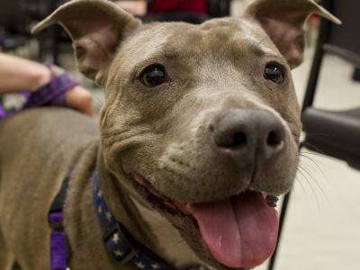 20120314_featherston_dog_006