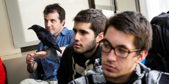 20140408_featherston_birds_cr_015_medium