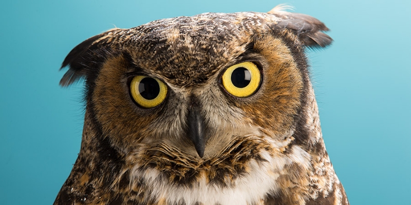 Stella the Owl in front of a blue background.