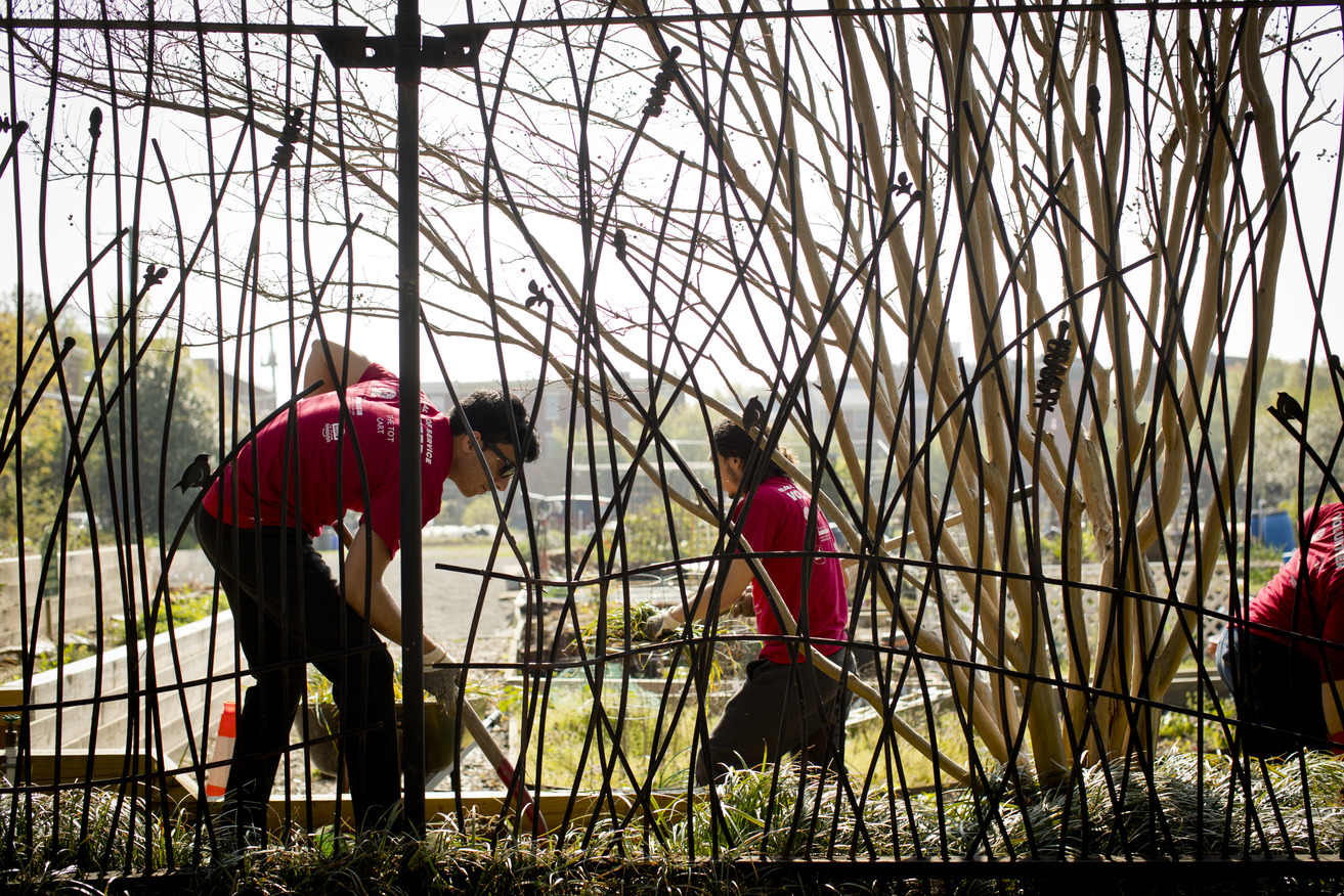 students tending an urban garden