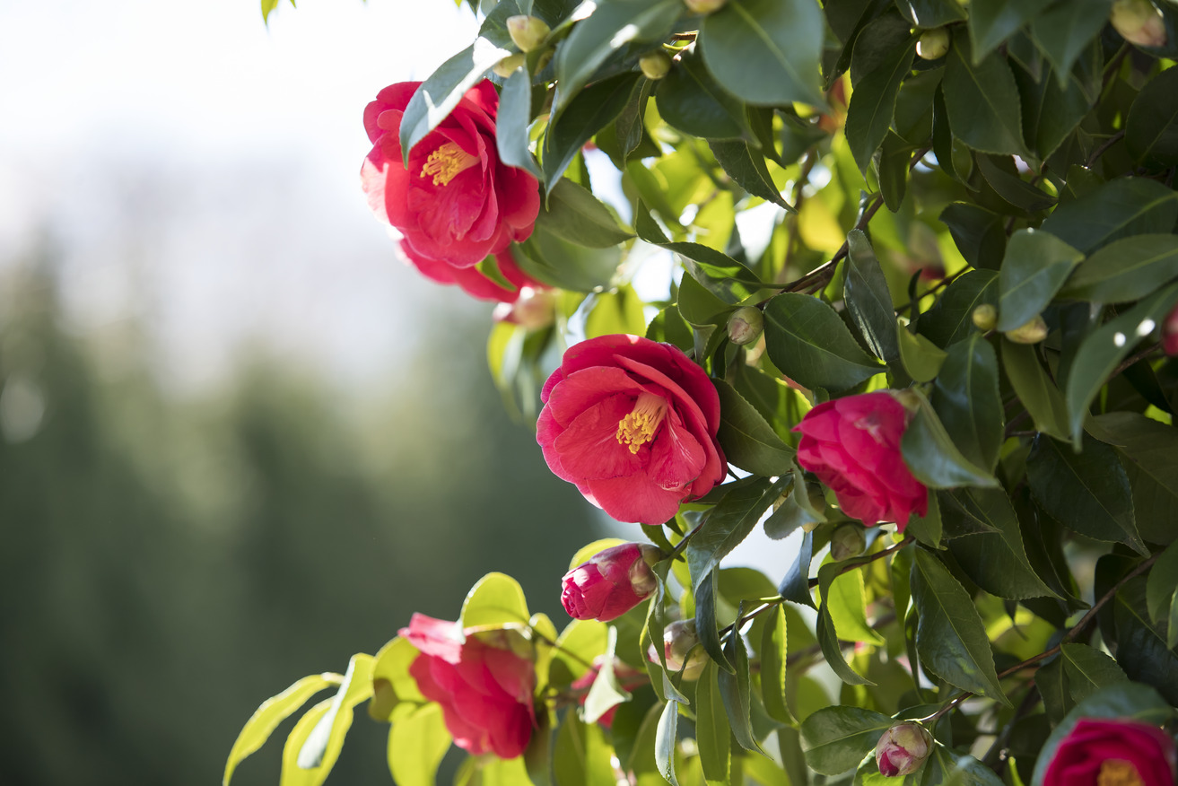 Image of spring flowers