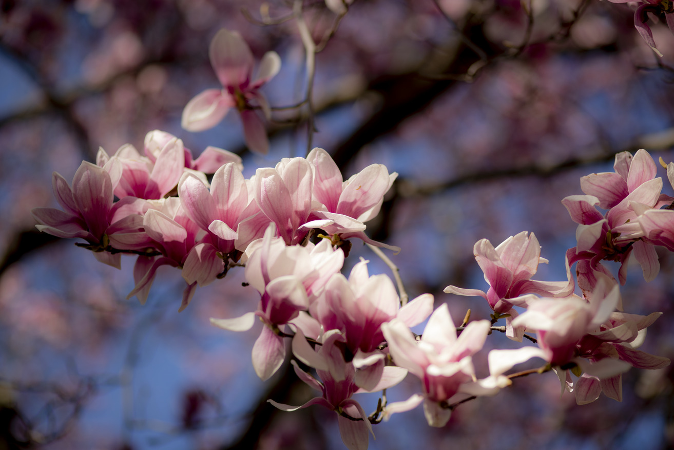 Image of a flower blooming on campus.