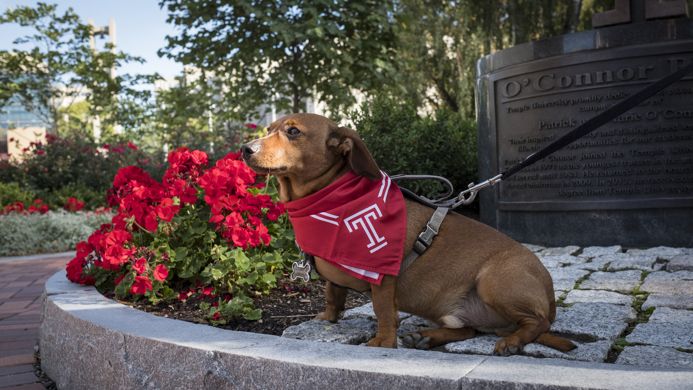 Image of a dog wearing a cherry and white Temple-branded scarf.