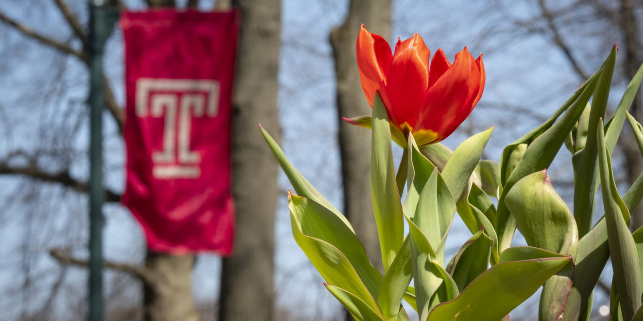 a tulip in front of a Temple T flag