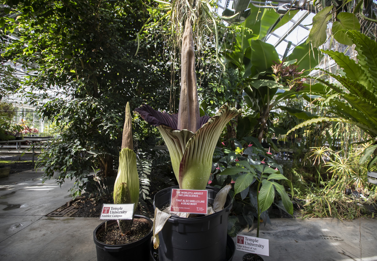 Giant corpse flowers at Temple Ambler.