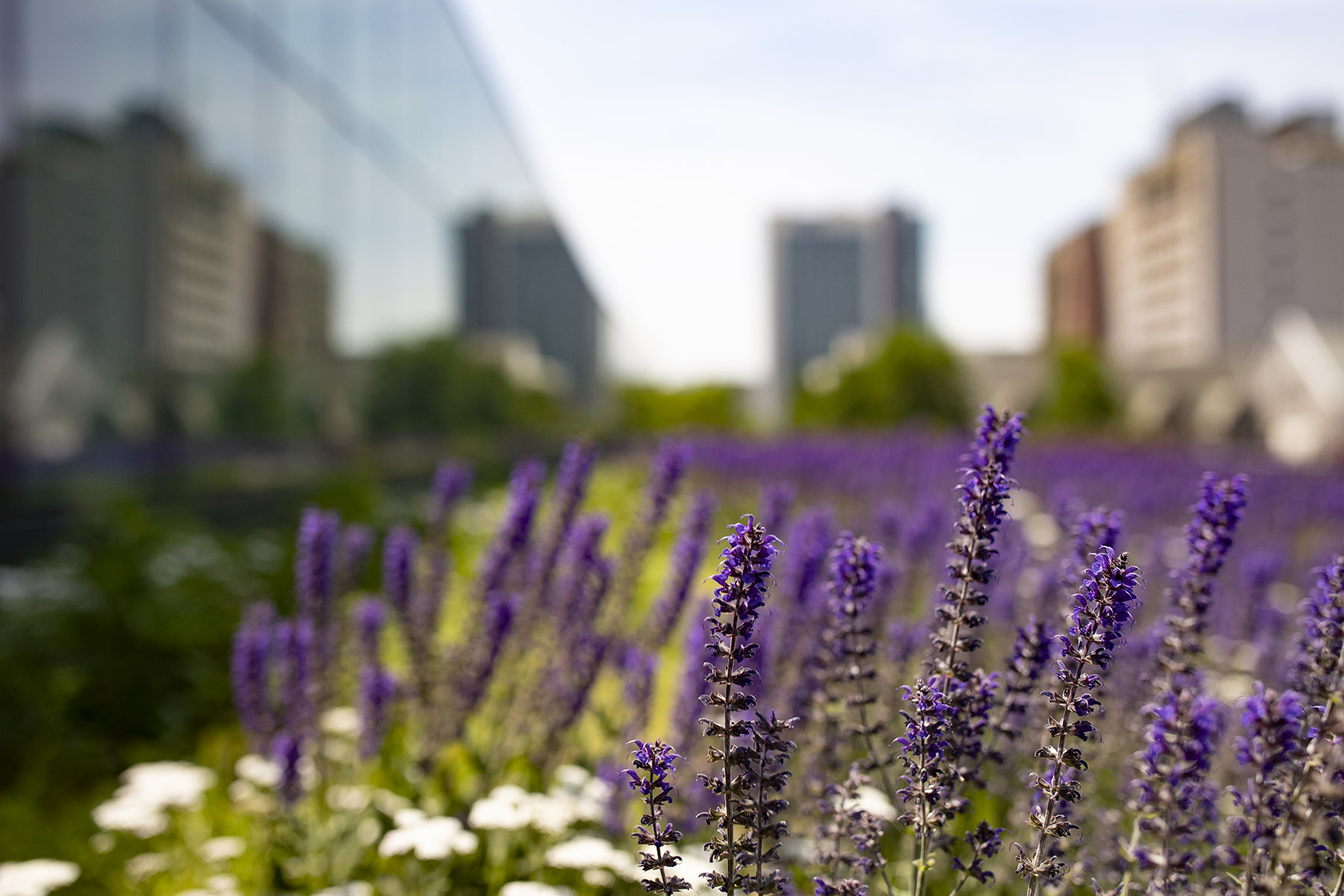 Image of flowers on Charles Library's green roof.