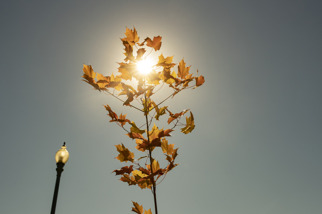 A tree on Ambler campus