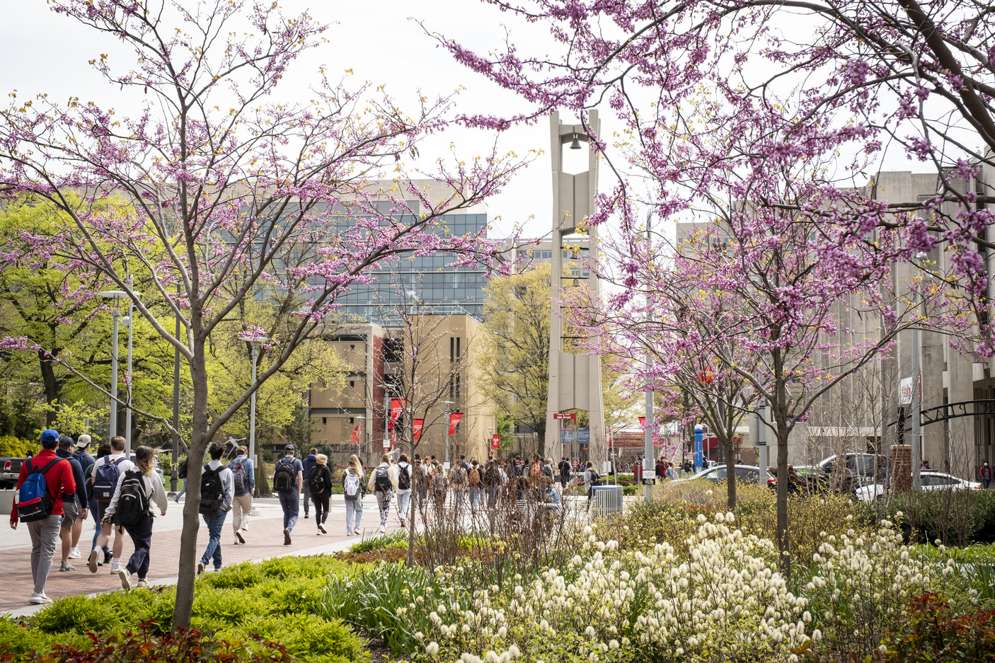 Students walking on Temple s Main Campus in early spring.