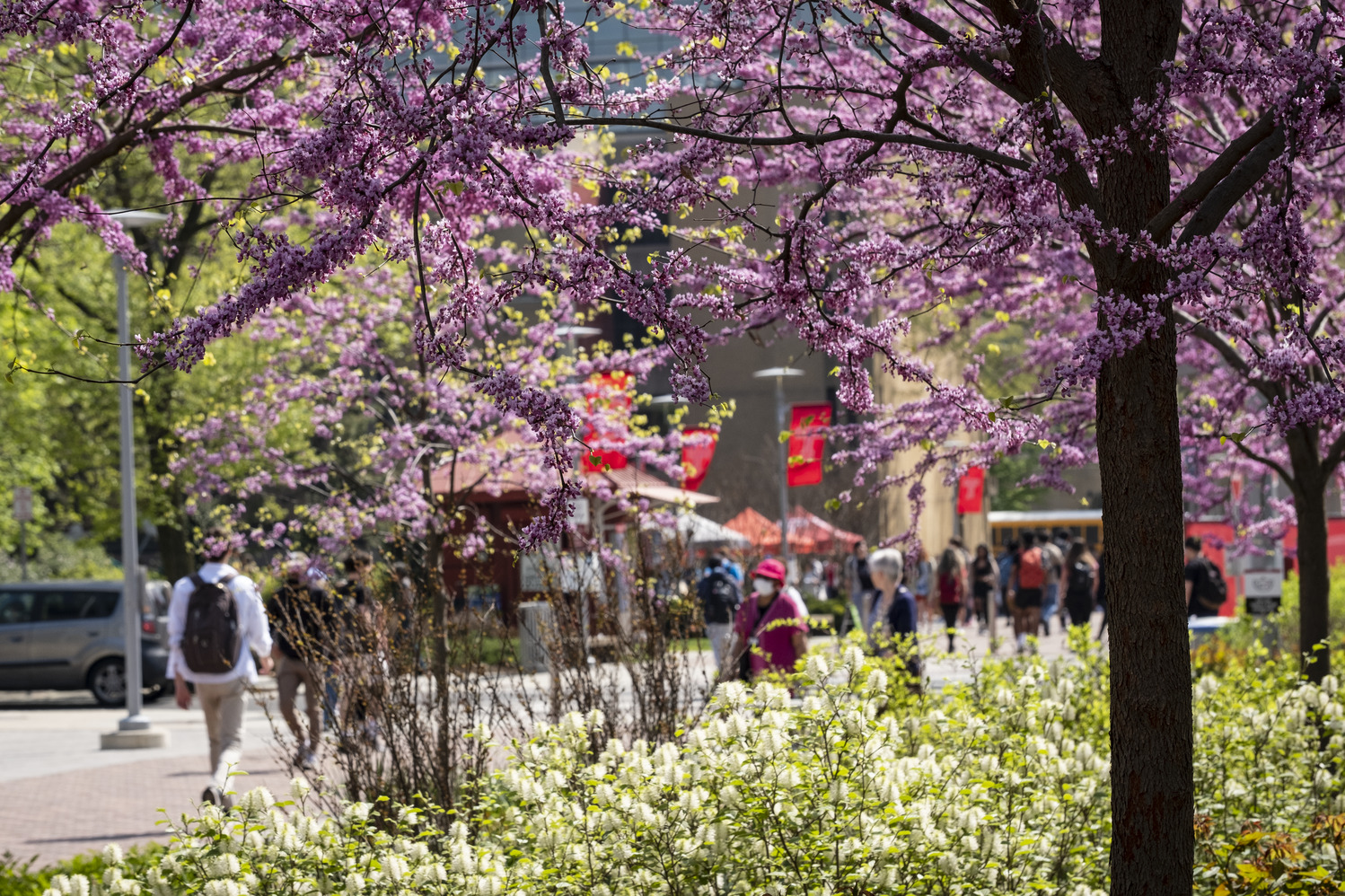 Flowering trees pictured on campus.