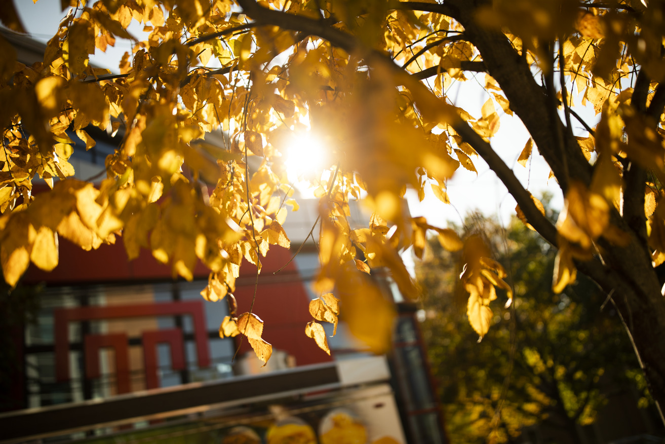 A photo of a tree with turning leaves on Temple s campus.
