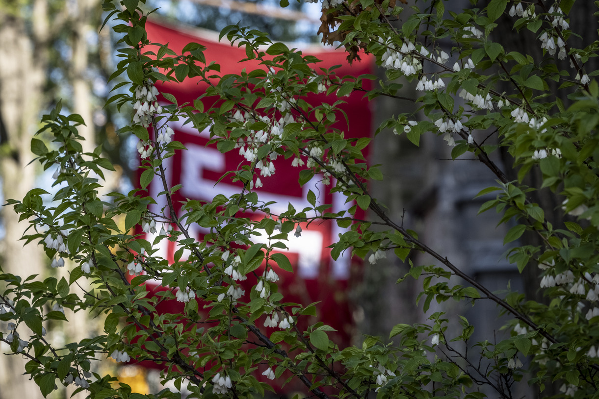 Temple flag pictured behind a bush.