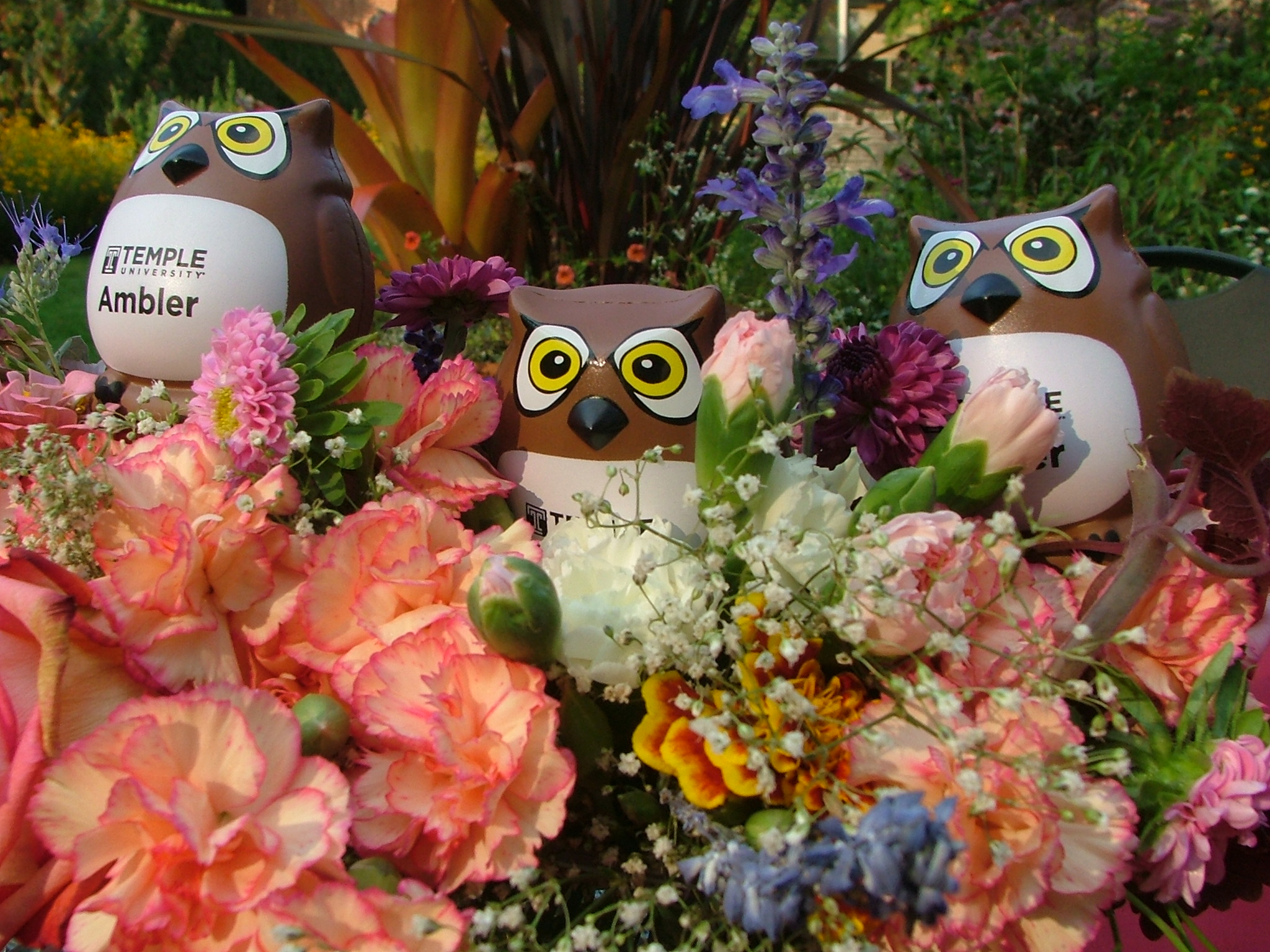 Temple Owls among the blooms.