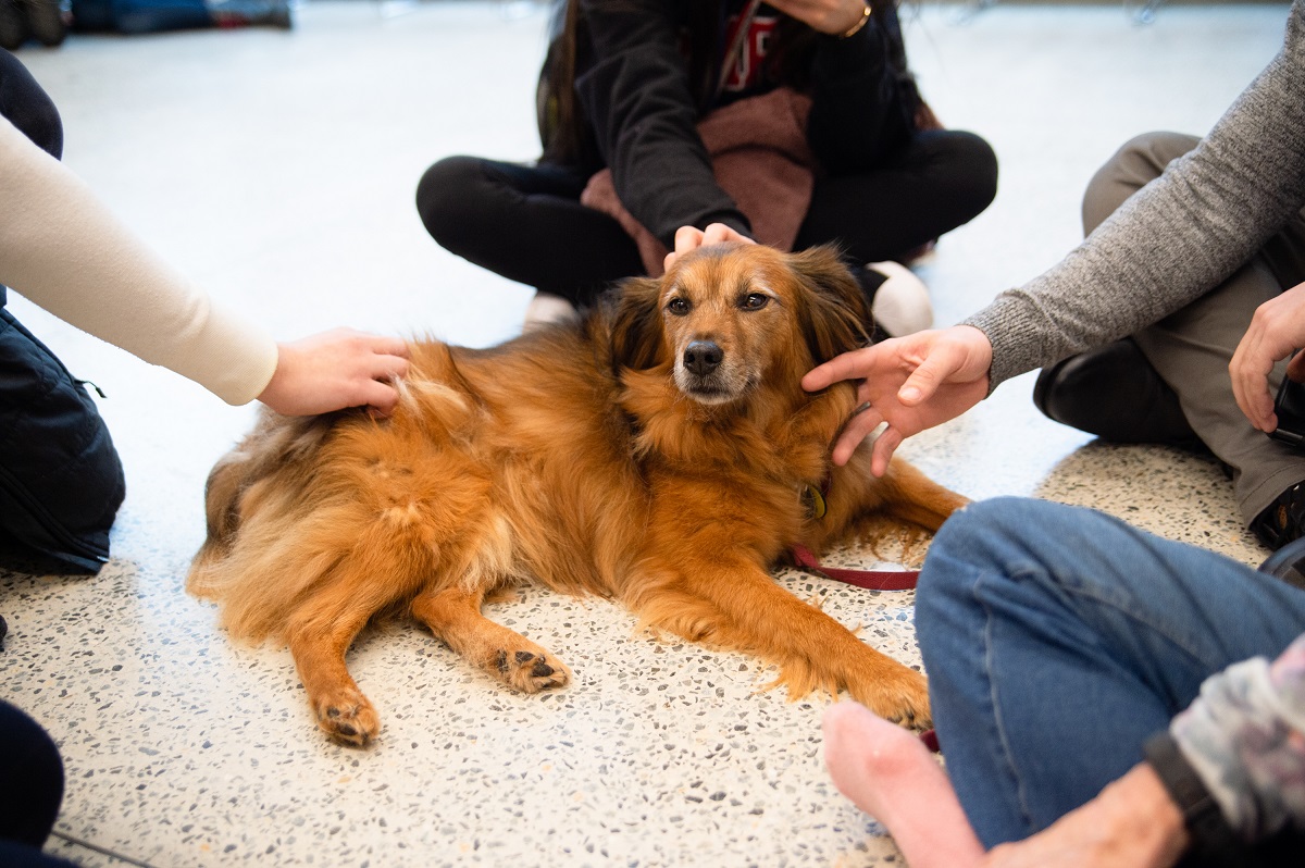 Dog being pet