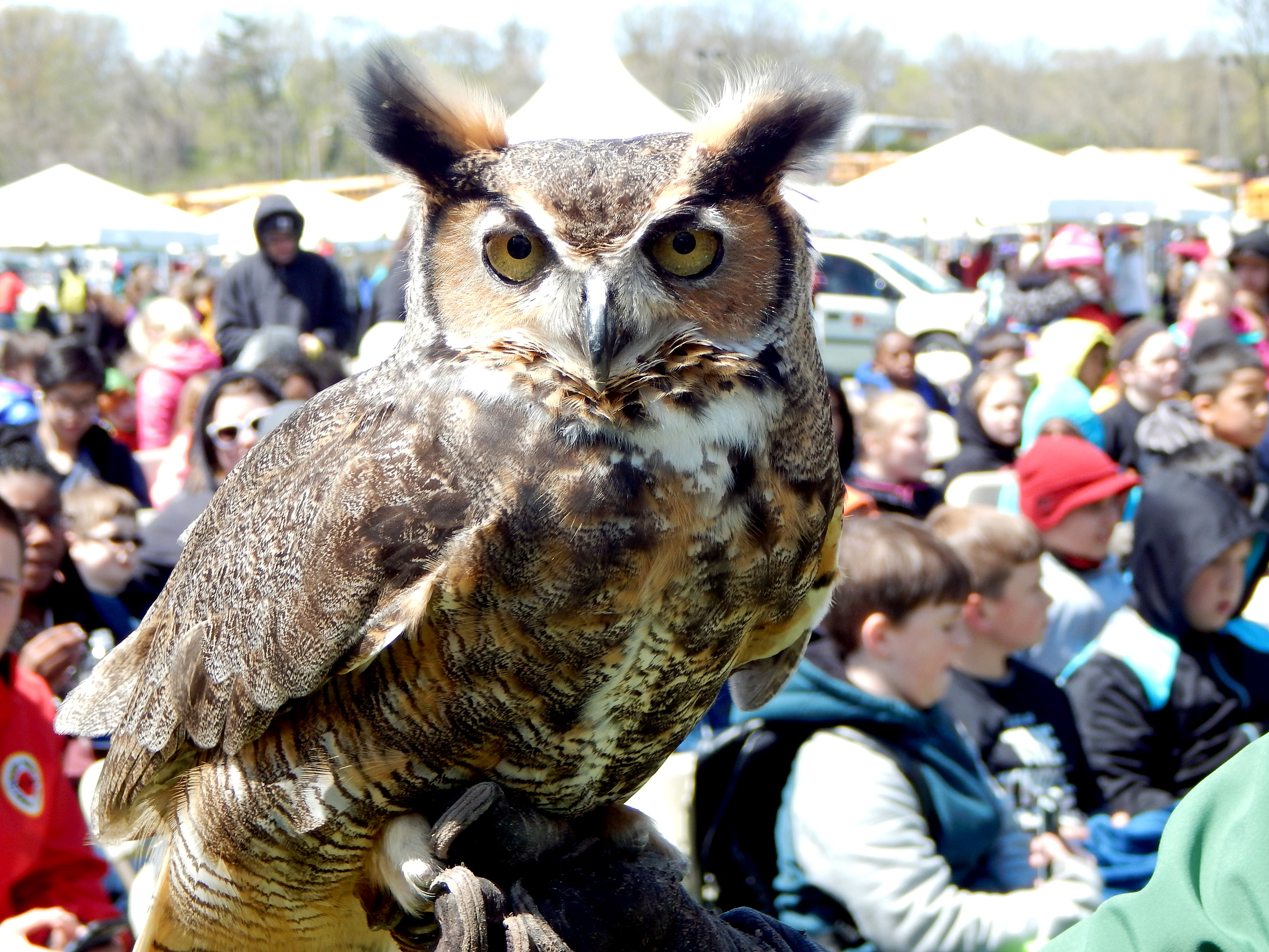 The Elmwood Park Zoos Sherlock the Owl visits Temple University Ambler EarthFest.