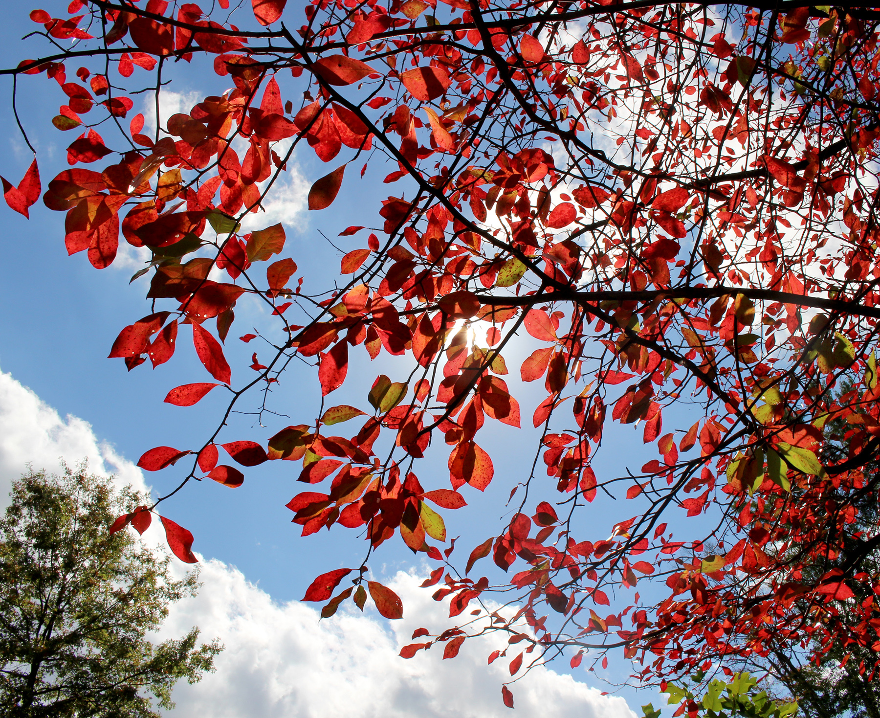 red leaves and blue skies in the Ambler Arboretum.