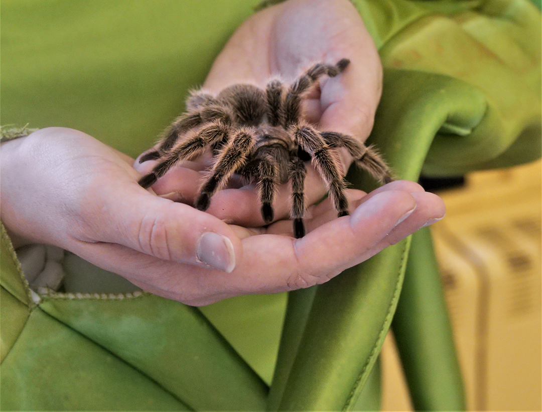 A tarantula at the Science of Scary.