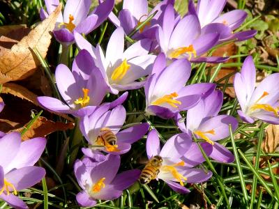 bees_and_crocus-4
