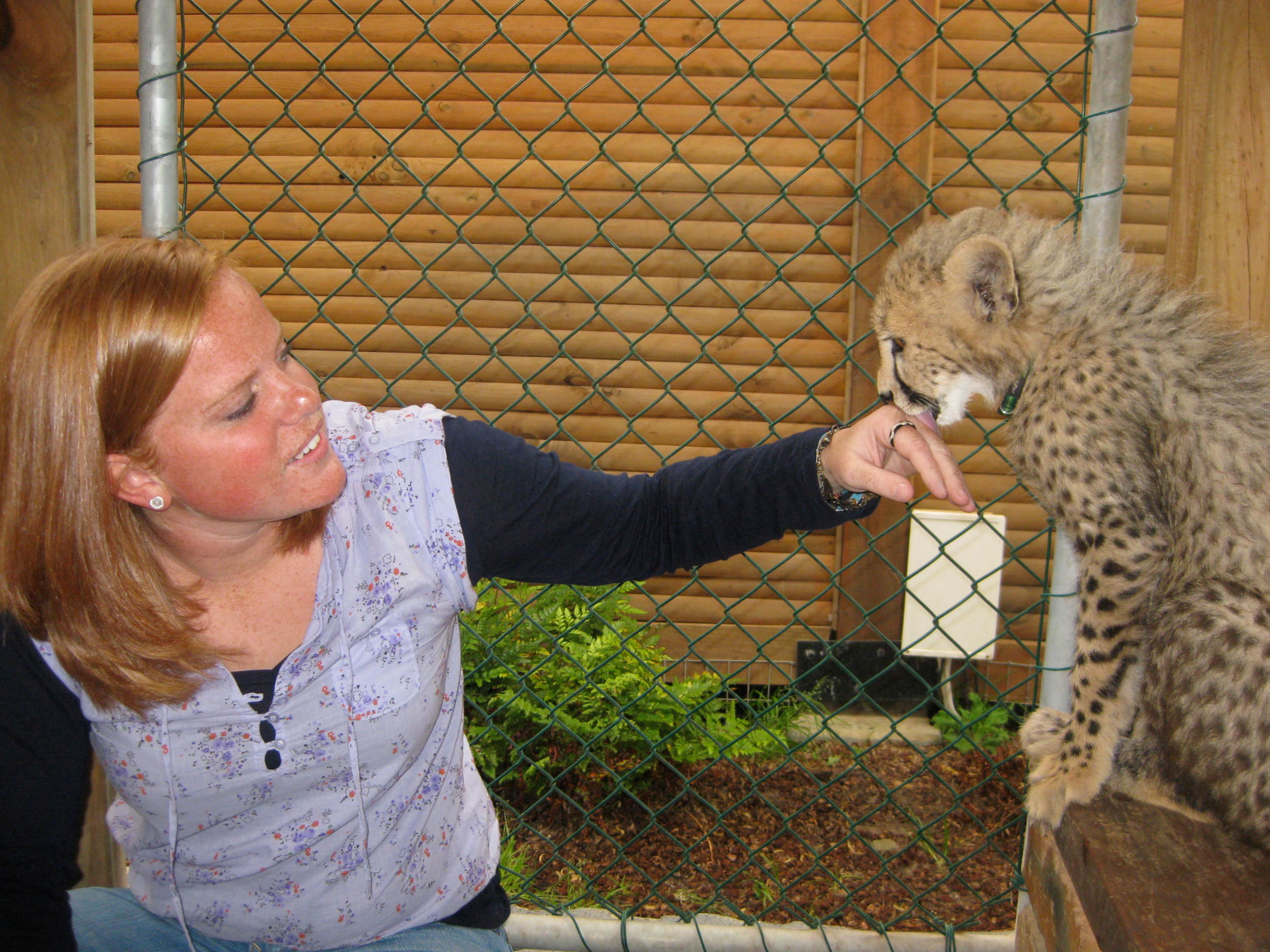 cheetah-outreach3