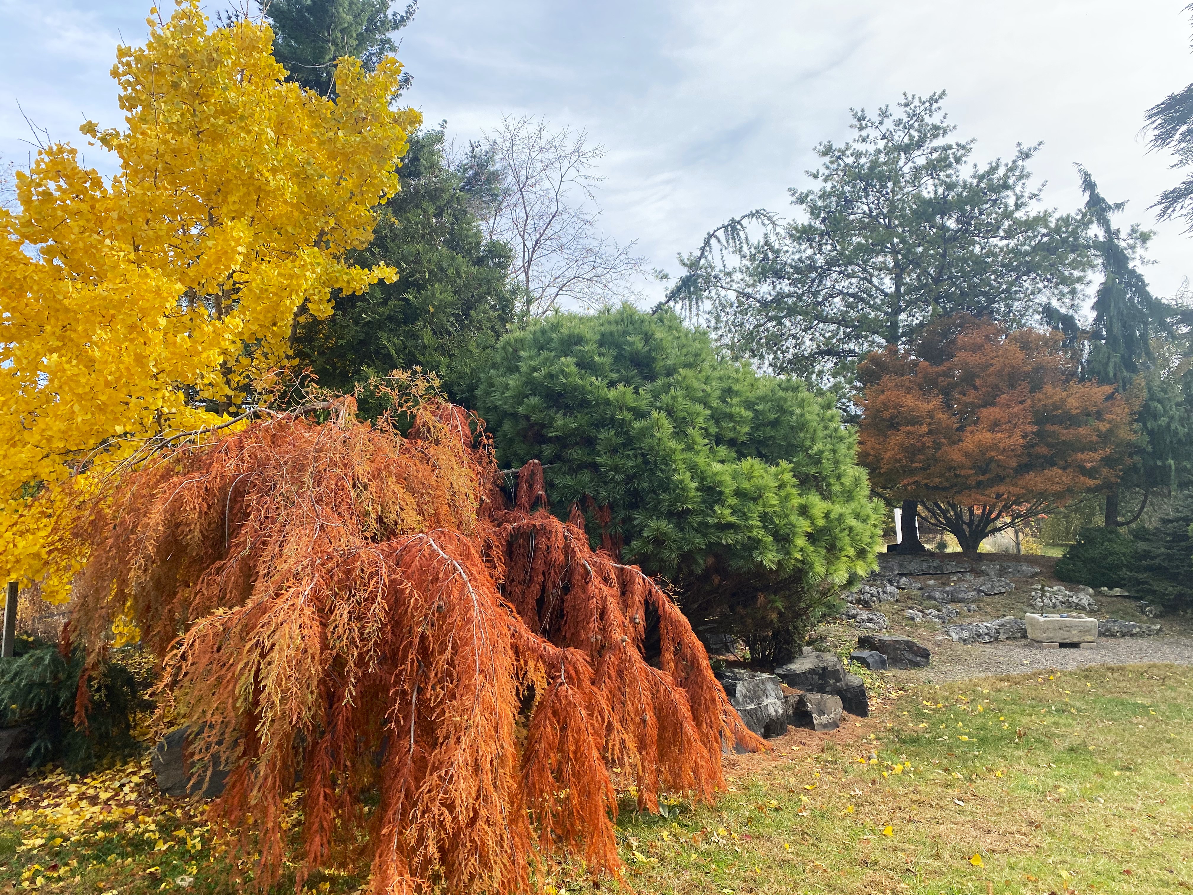 Ambler Arboretum: Fall Director’s Walk