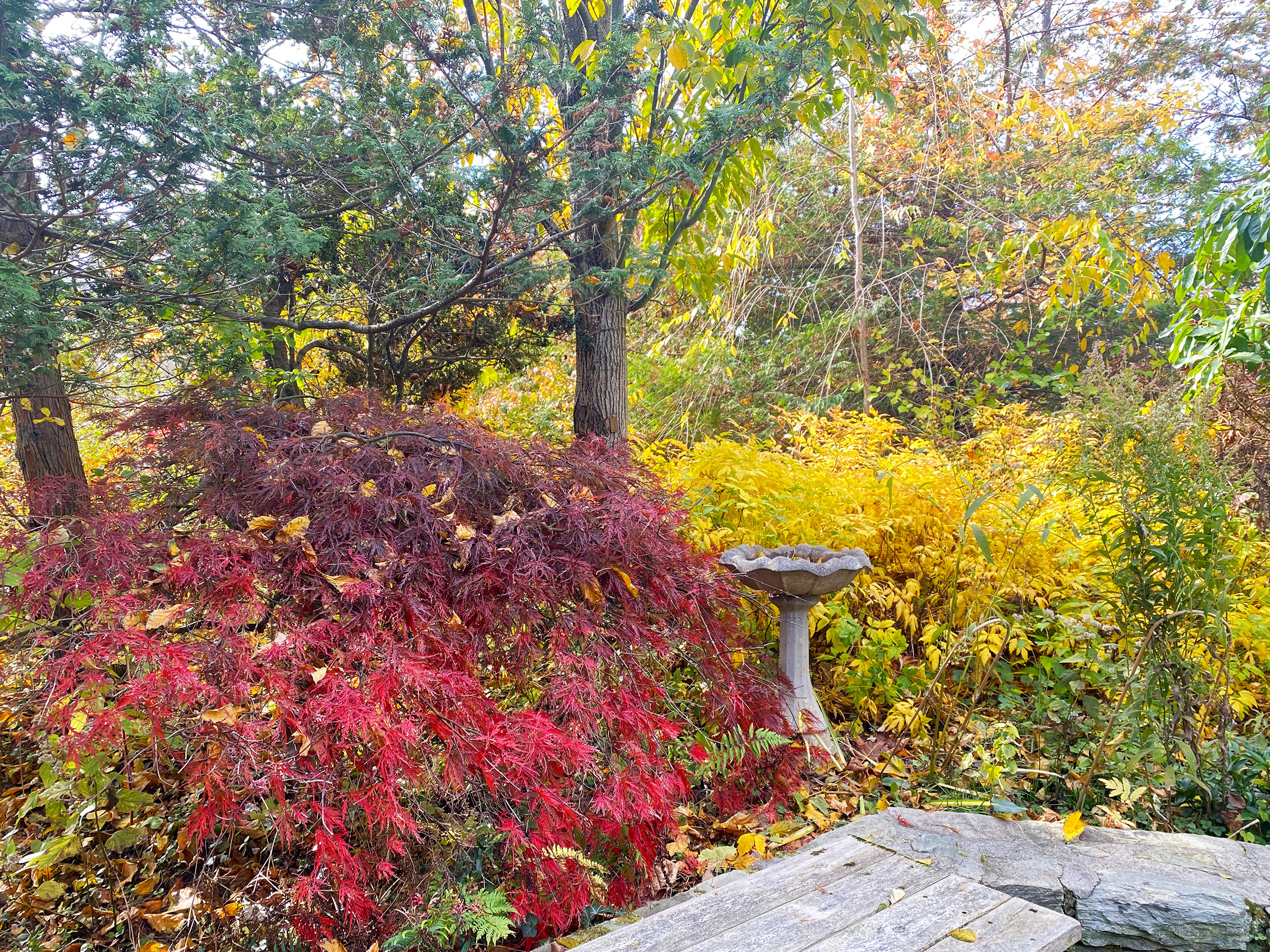 Ambler Arboretum: Fall Horticulture Hike