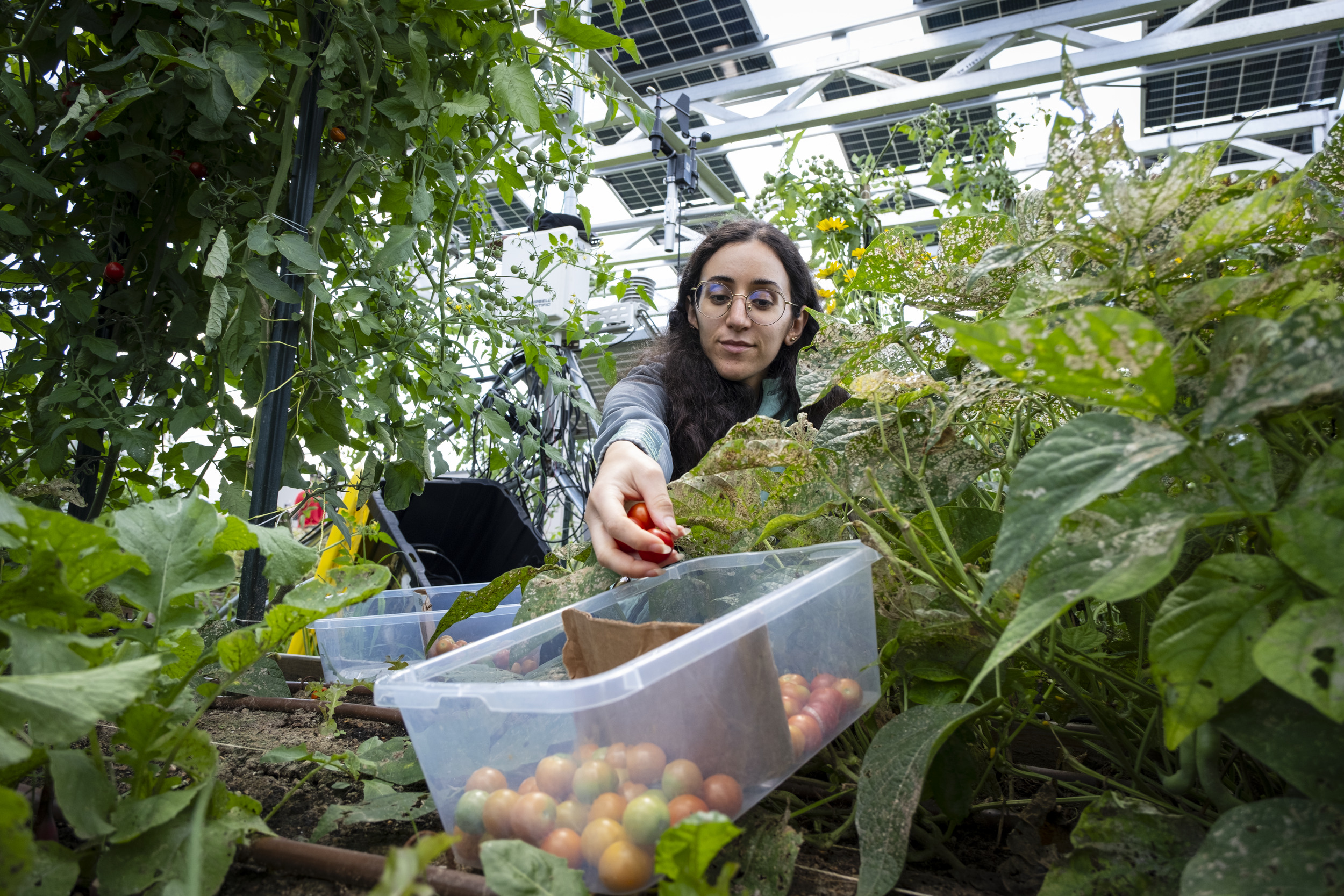 Student at Ambler Campus collecting tomatoes from solar panel farm