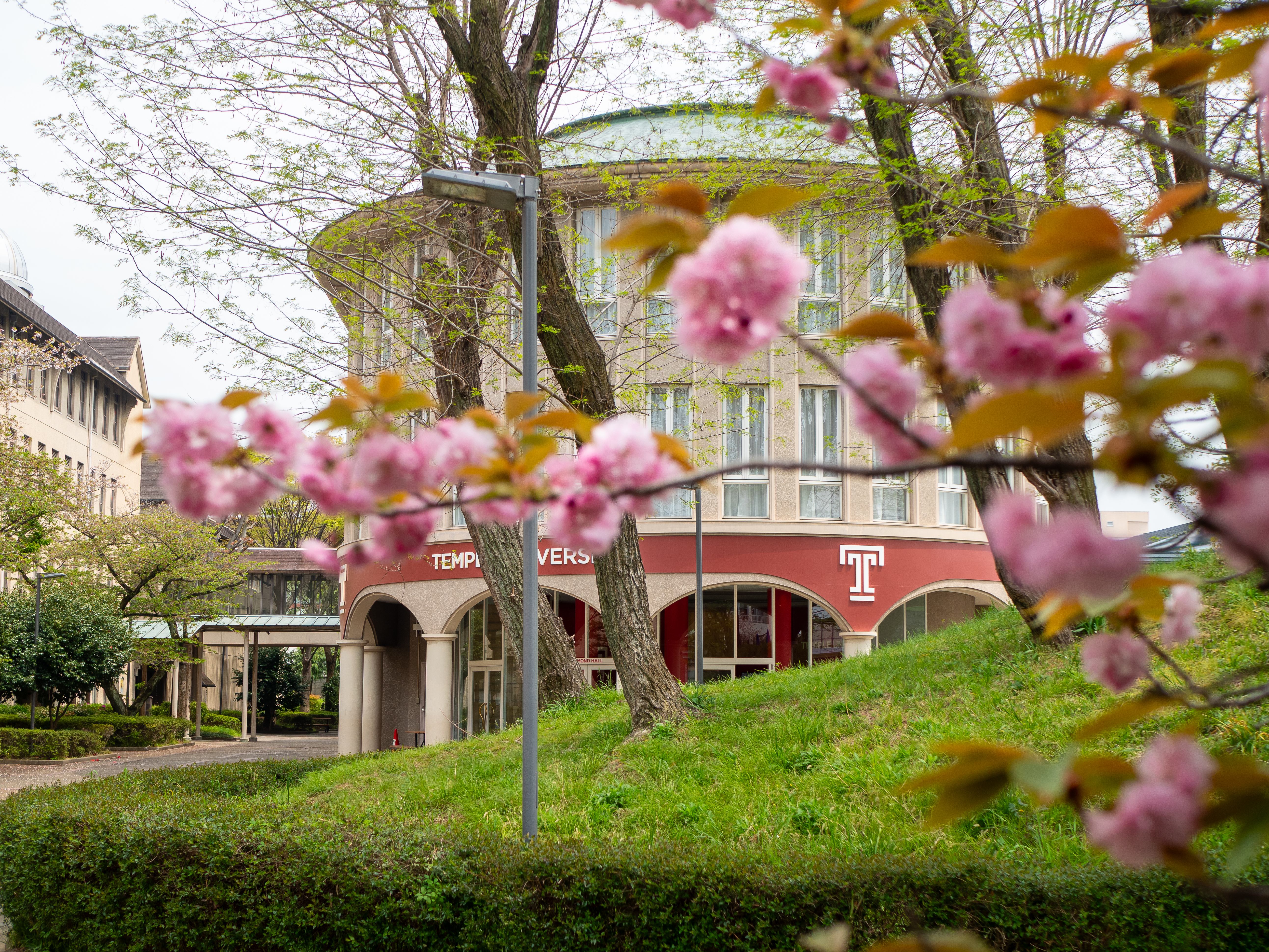 Cherry blossoms blooms at the Kyoto campus