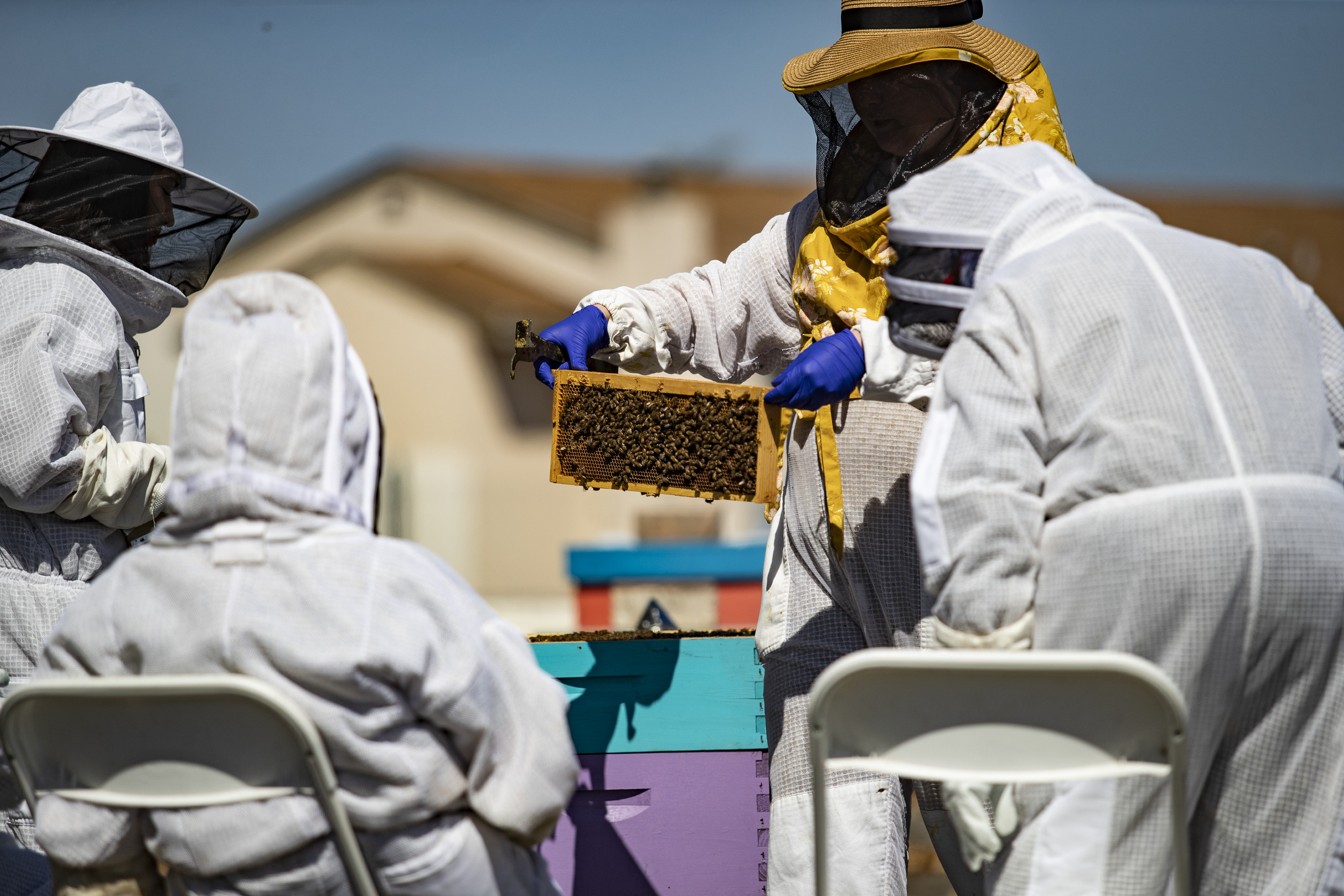 Temple doctoral student Meghan Robertson partnered with Half Mad Honey to study how therapeutic beekeeping may support mental wellness among older adults.