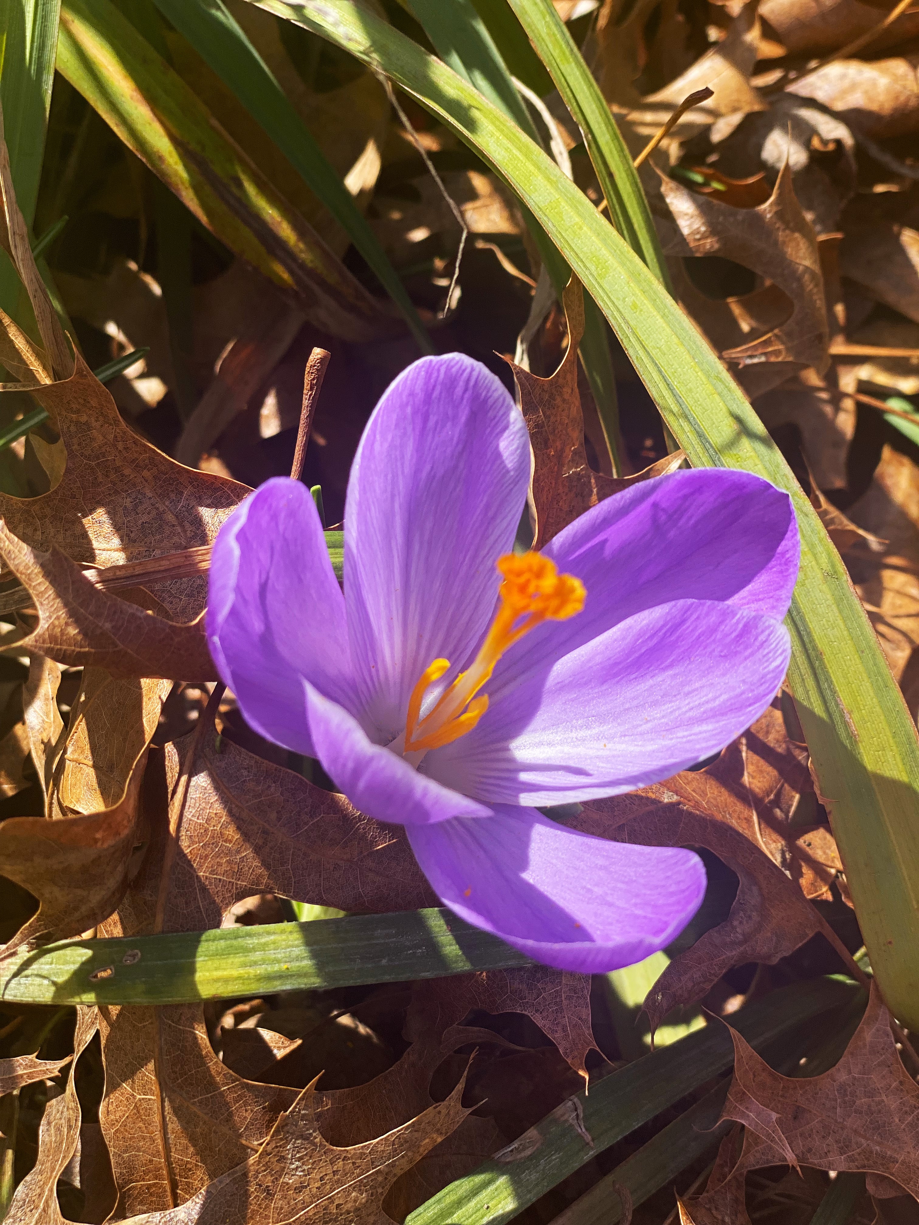 Ambler Campus Flower Power