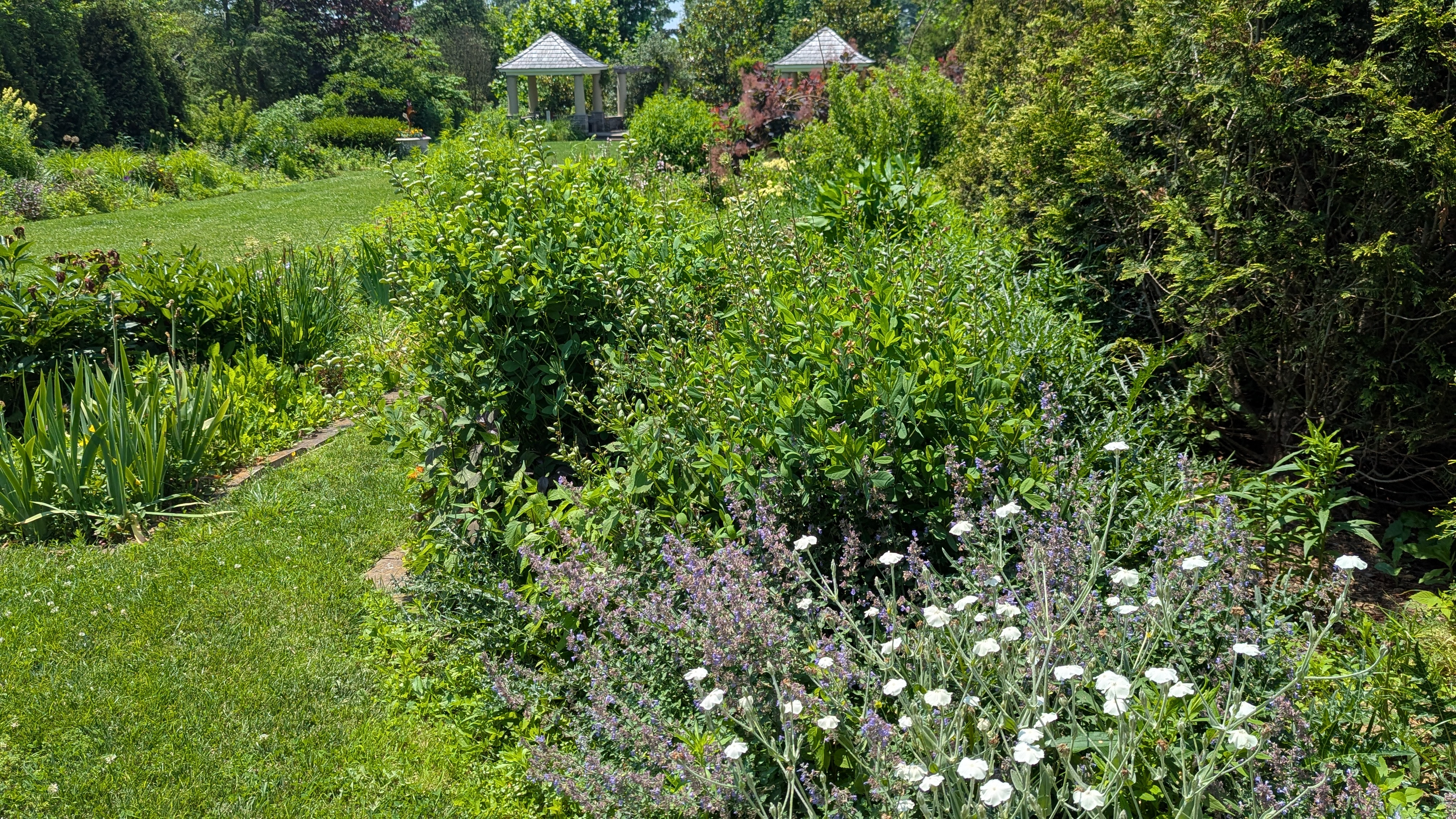 Ambler Arboretum: Summer Director’s Walk