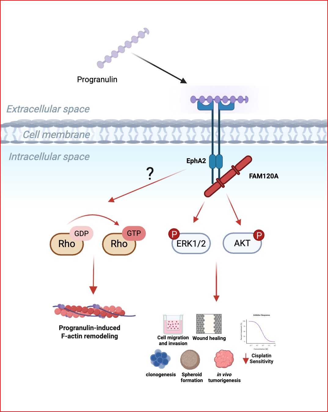 Diagram illustrating how progranulin activates the EphA2 receptor and interacts with FAM120A to promote bladder cancer cell movement, invasion, and tumor growth through multiple signaling pathways.