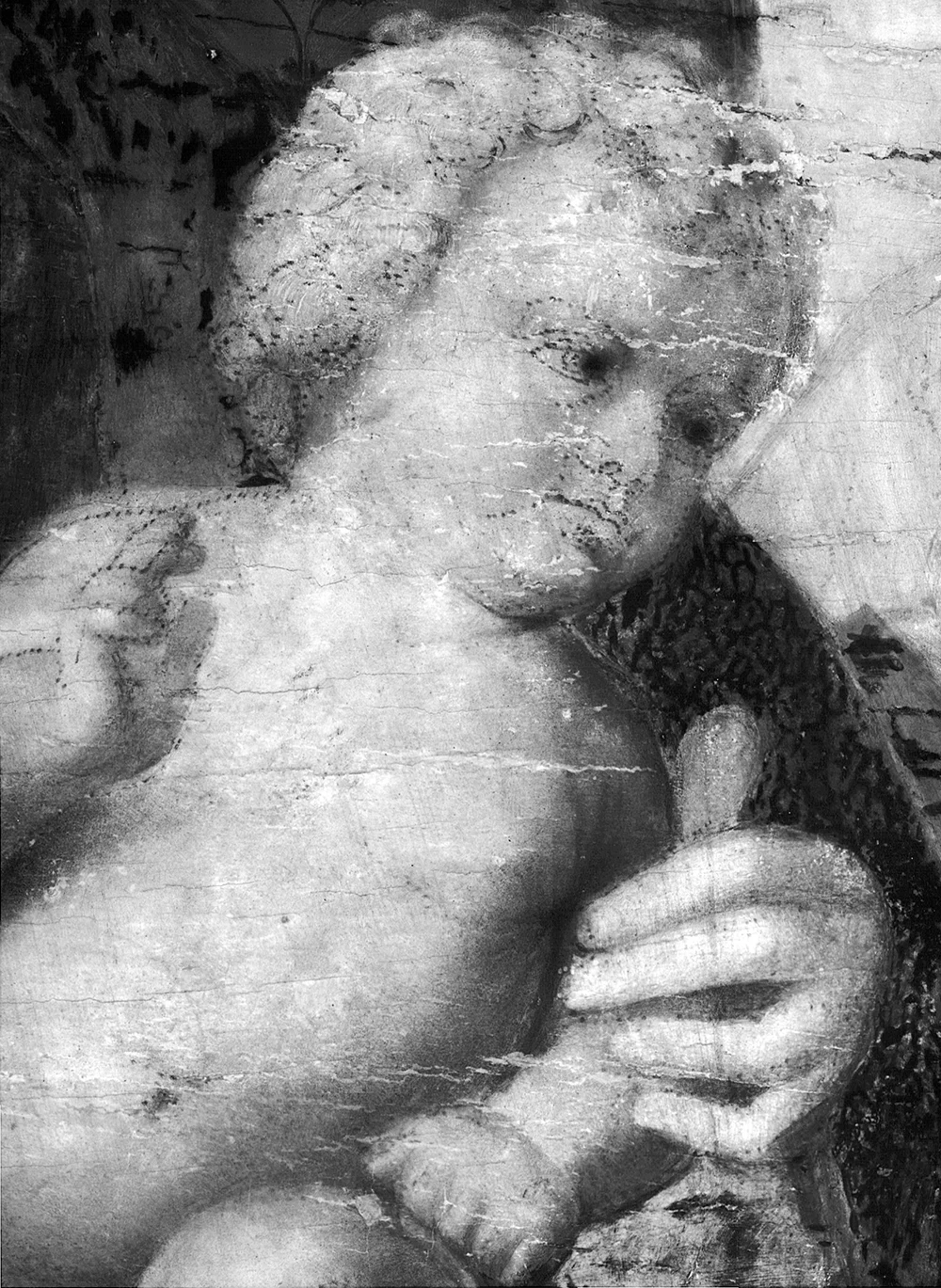 Detail) infrared reflectograph of Virgin and Child with Saints and Two Donors, workshop of Giovanni Bellini, ca. 1515