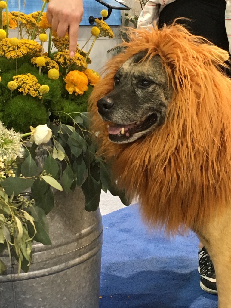 Ambler Arboretum Halloween Dog Parade