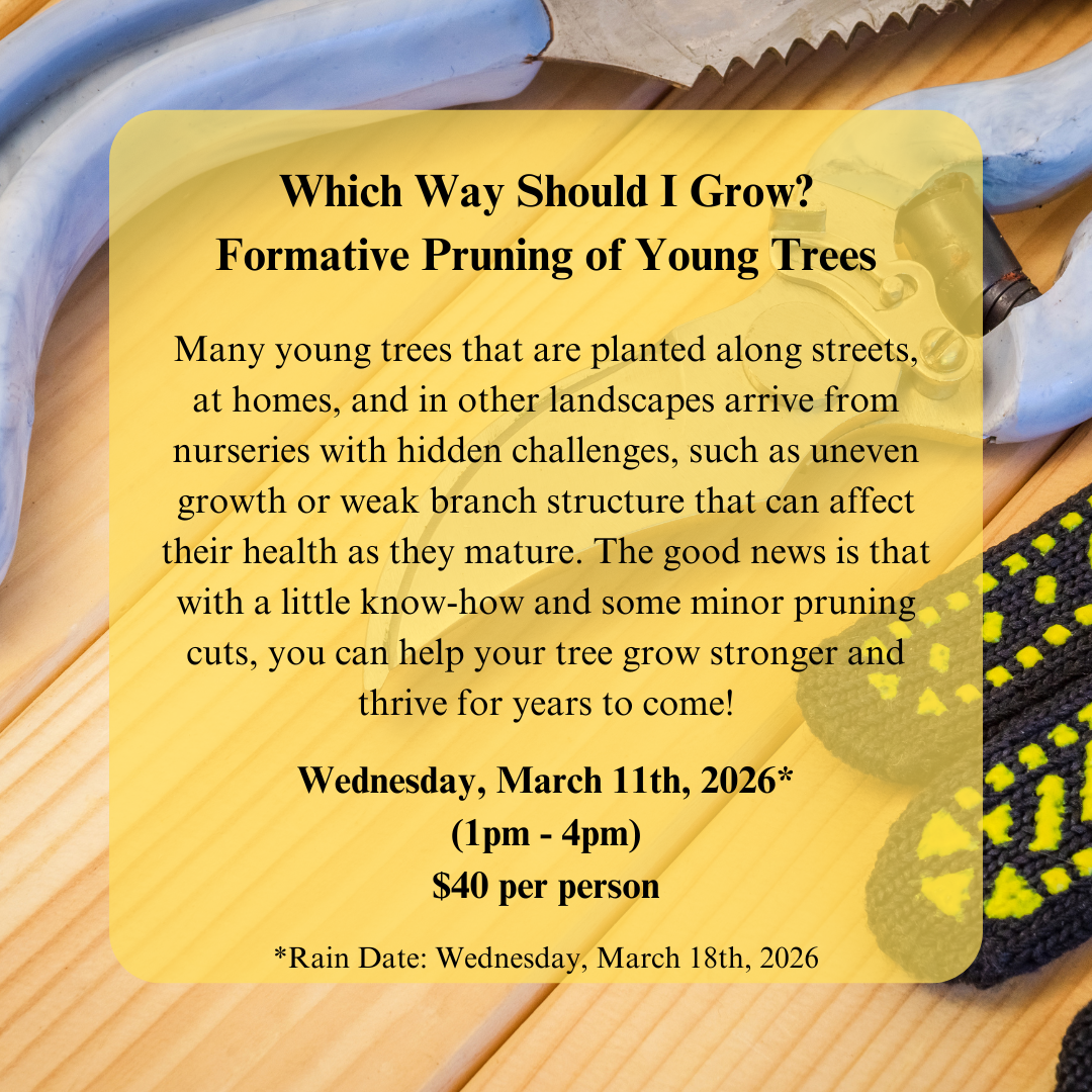 Ambler Arboretum Workshop: Which Way Should I Grow? Formative Pruning of Young Trees