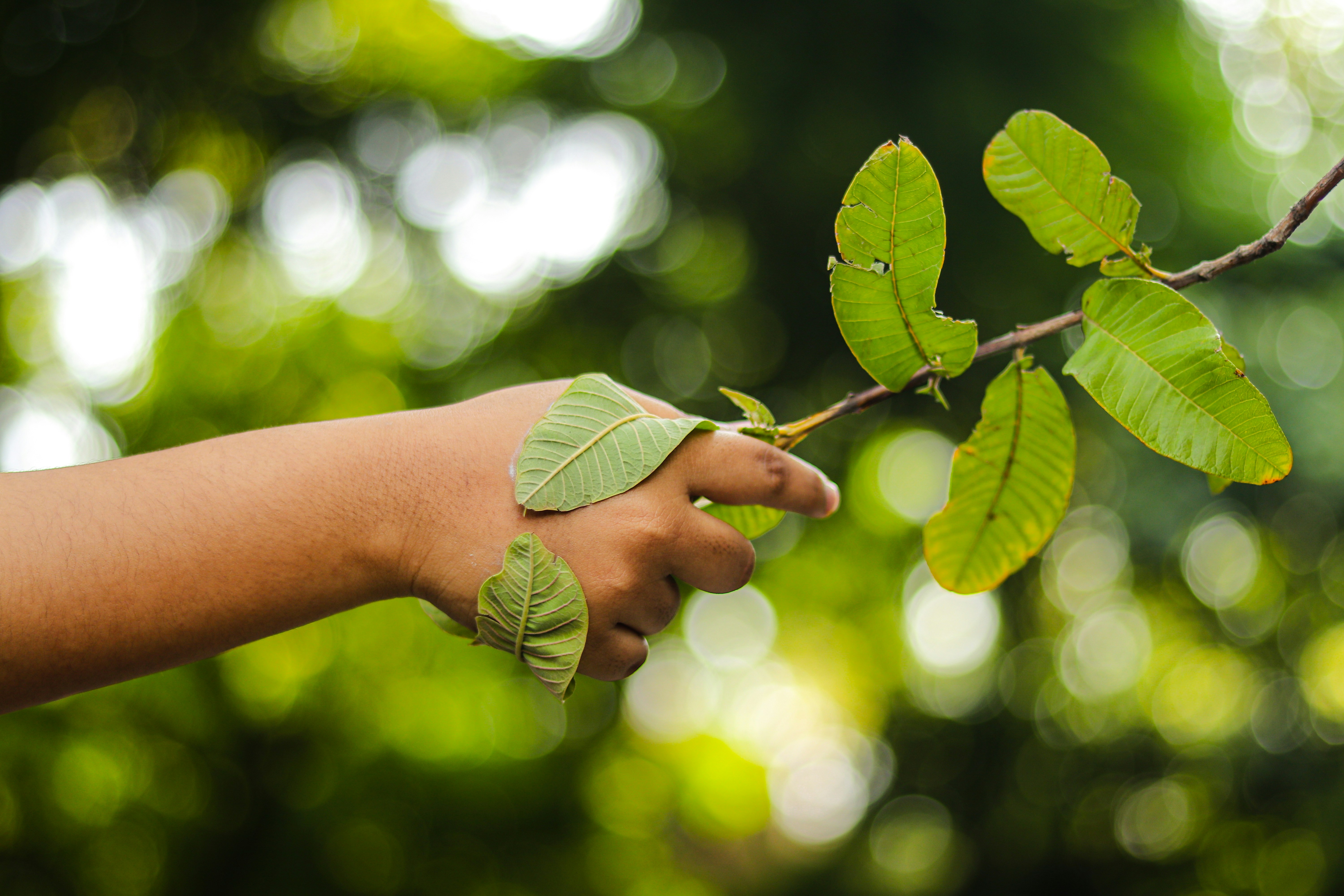 hand holding a branch and wrapped in a leaf