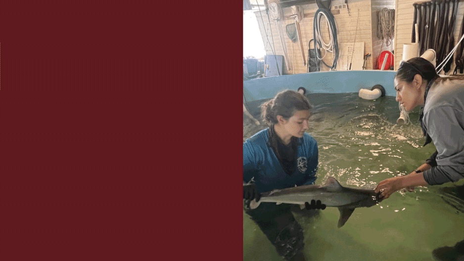 Inside an Owls internship: Marine Biology