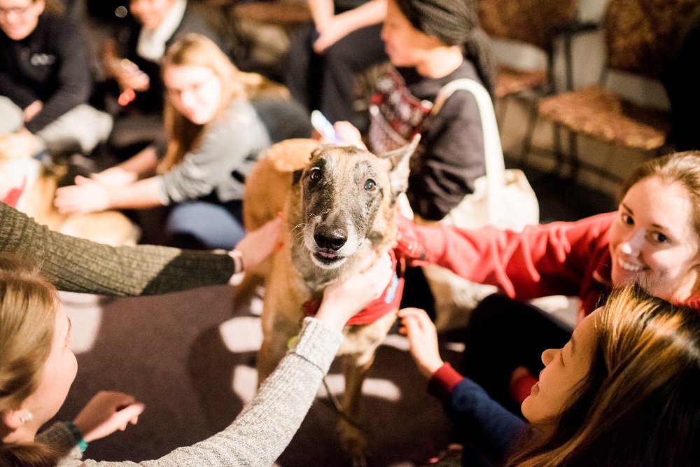 therapy dogs