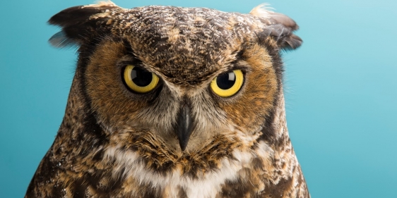 Stella, the owl that serves as Temple's mascot