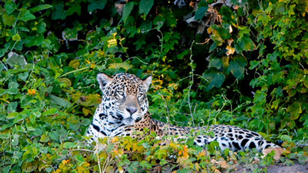 Jaguar Research in Brazil