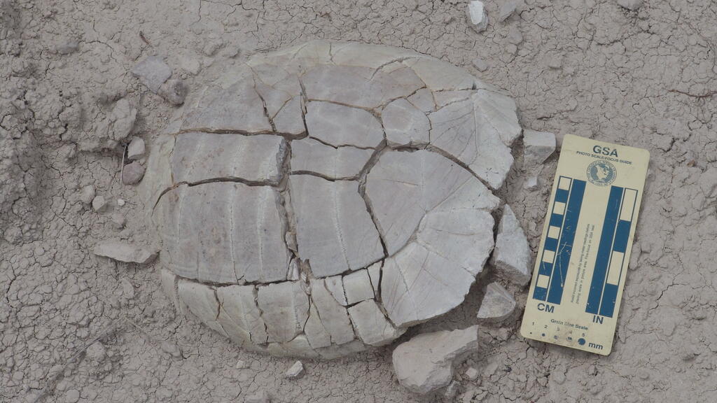 Image of a fossilized tortoise shell in Badlands National Park.