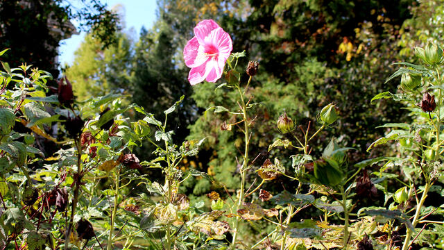 A bloom stands out in the Ambler Arboretum.