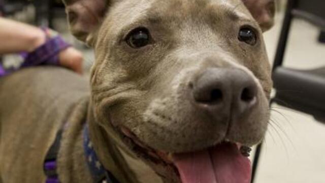 20120314_featherston_dog_006