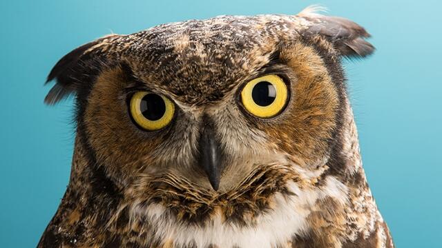 Stella the Owl in front of a blue background.
