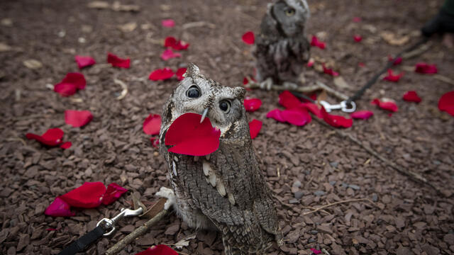 Image of Temple mascot Stella the Owl.