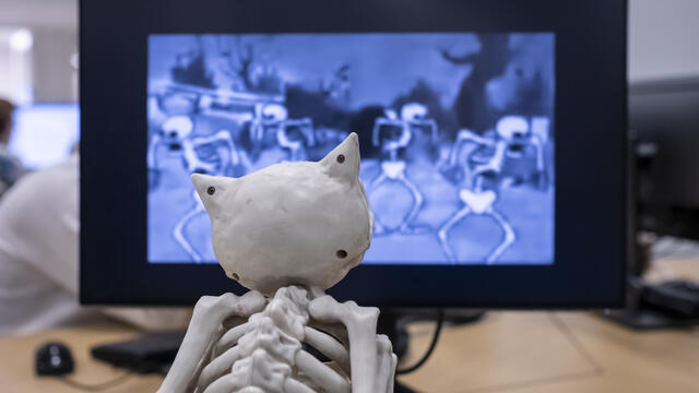 Image of an owl skeleton looking at a screen.
