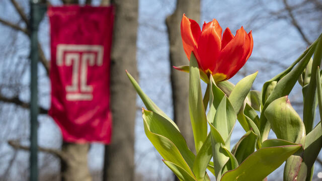 a tulip in front of a Temple T flag