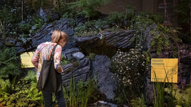 A spectator looks at Temple's exhibit in the Flower Show