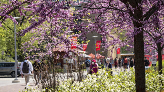 Flowering trees pictured on campus.