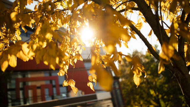 A photo of a tree with turning leaves on Temple s campus.